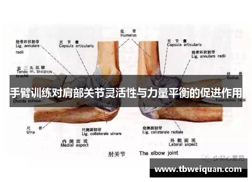 手臂训练对肩部关节灵活性与力量平衡的促进作用
